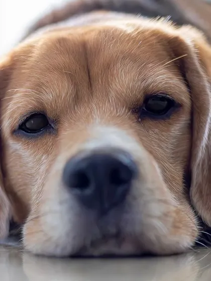 A duplicate of the indoor resting shot. This close-up of a Beagle resting his head shows a different side of his personality: calm, gentle, and full of soul.