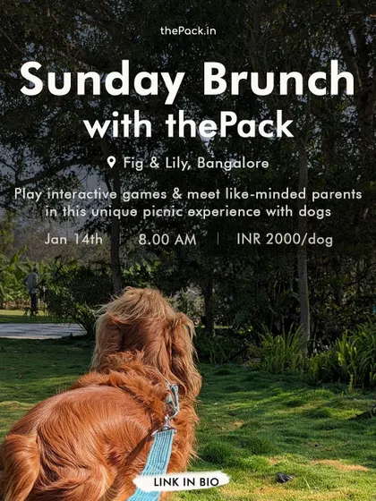 An announcement for one of our popular "Sunday Brunch with thePack" events. These picnic-style experiences at pet-friendly venues like Fig & Lily are a great introduction to our community.