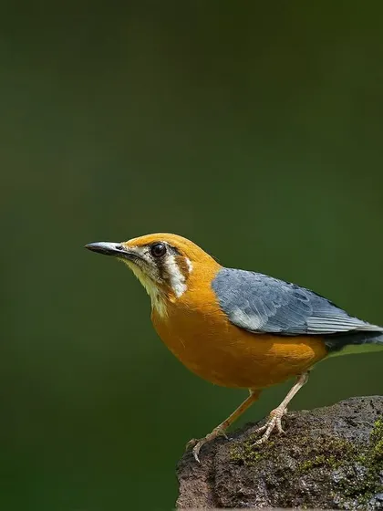 A portrait of the Orange-headed Thrush on a mossy perch.