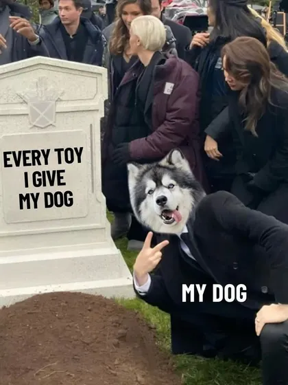 A meme that speaks the truth for every parent of a heavy chewer. No toy is safe, but the joy they get from destroying it is priceless. We stock durable toys to make the fun last a little longer.