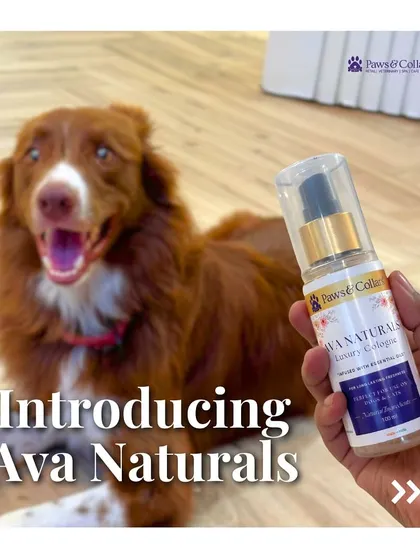 A repeat of image 52, this introductory shot with a happy dog is perfect for catching the eye of pet parents looking for new wellness products.