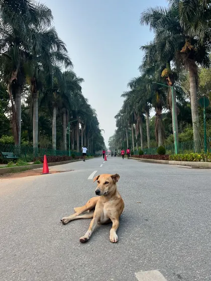 A lone dog enjoying the empty Sunday morning road in Cubbon Park.