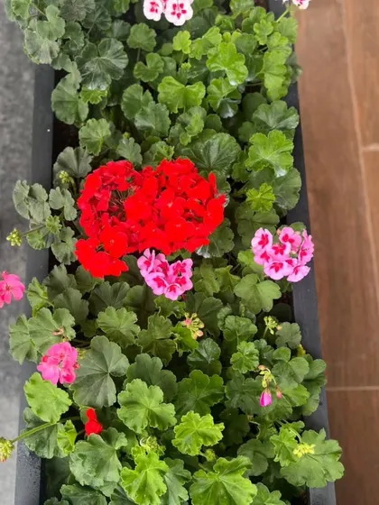 An overhead shot of a planter box packed with geraniums, demonstrating how to achieve a full, lush look in a contained space.