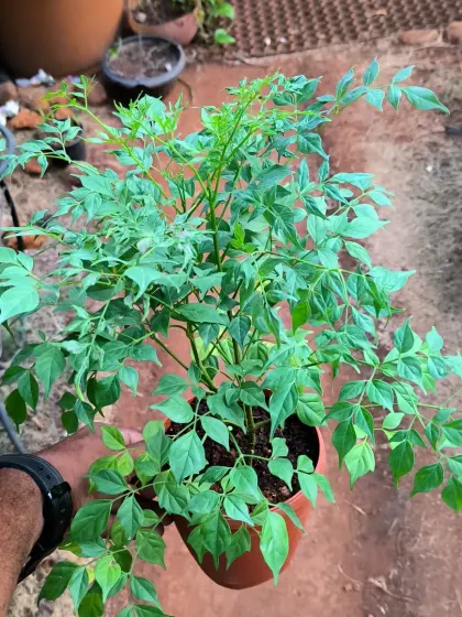 A mini China Doll plant, or Radermachera Sinica. Its delicate, glossy green leaves make it a very pretty and popular indoor plant.