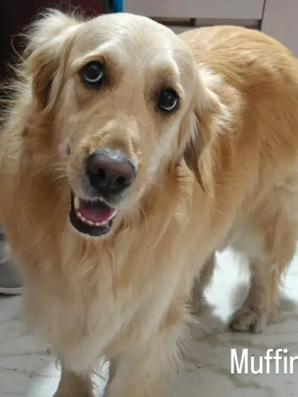 A happy smile from Muffin the Golden Retriever! It's a joy for us to have these big, happy fellas to cuddle and play with.