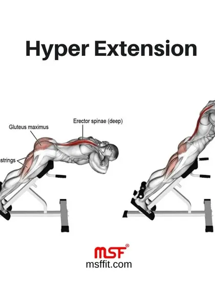 An anatomical illustration showing the muscles engaged during a hyperextension, including the erector spinae and gluteus maximus.