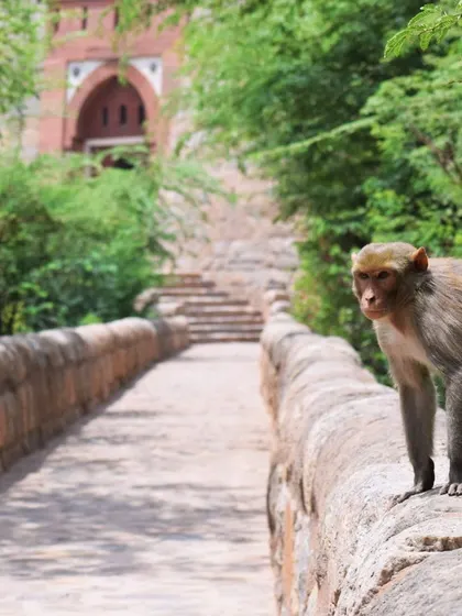 A monkey pauses on a stone bridge, looking back at the camera before continuing on its way. This shot captures a moment of connection between human and animal.