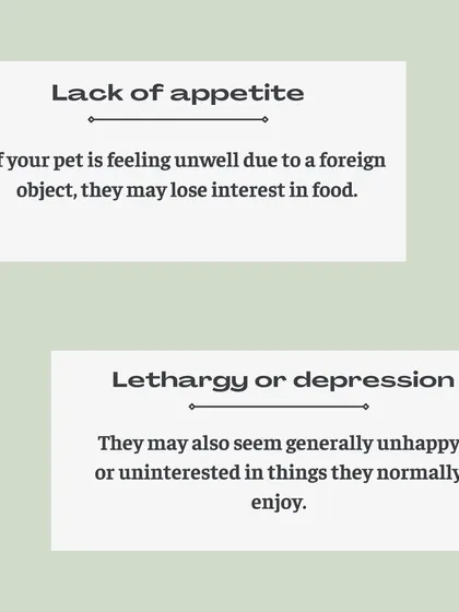 A sudden lack of appetite or lethargy are also key indicators that your pet might be feeling unwell after swallowing a foreign object.