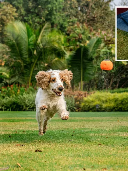 A collage from an outdoor session with Chase the Cocker Spaniel. From jumping for a ball to just enjoying the grass, these photos capture a perfect day of play.