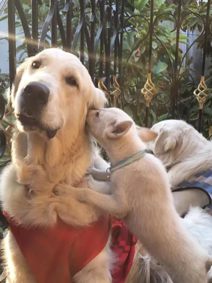 These sweet moments show the bond that can form between dogs in a multi-dog home. My dog Vanilla is often the secret-keeper and a calming presence for the puppies that come to stay with us.