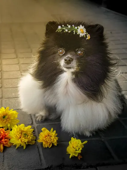 A sweet and simple floral crown for this lovely Pomeranian, created with a little digital magic to add a touch of spring.