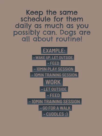 Dogs are all about routine. Keeping the same schedule for them daily as much as you can helps them feel secure and confident.