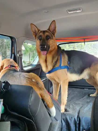 A view from inside the car showing how much space our dogs have to move around. Jiraiya stands alert while Jeannie looks out the front, both calm and comfortable during the drive.