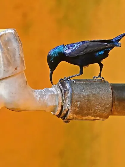 A male Purple Sunbird in its glossy breeding plumage sips from the tap. The iridescent purple-black feathers shimmer in the light, a stark contrast to the mundane setting, showing how beauty can be found anywhere.