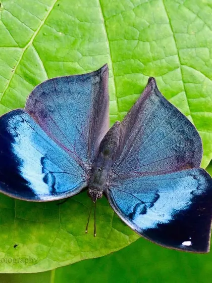 When the Blue Oakleaf butterfly opens its wings, it transforms from a perfect imitation of a dry leaf into a flamboyant beauty. This sudden flash of vivid blue in the Mumbai wilds is a moment of pure delirium, a testament to nature's love for disguise and revelation.