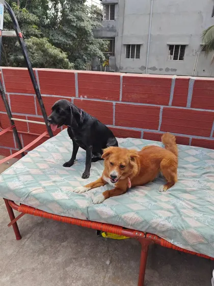 Sunbathing is a favorite pastime. These two buddies are enjoying a quiet moment together on one of the outdoor beds. I provide plenty of comfortable spots for dogs to relax and soak up the sun.