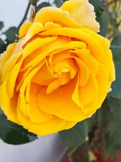 A close-up of a fully bloomed yellow rose.