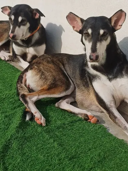 Two Indie friends soaking up the sun together. They are often seen relaxing like this, showing how well they get along in a pack.