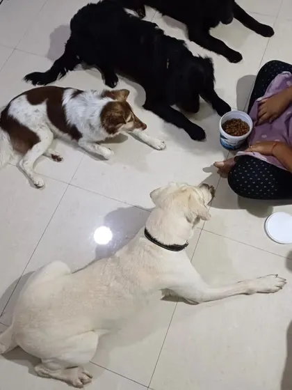 A quiet moment during feeding time with some of my foster dogs. I take great care to manage resources like food to prevent any conflict and ensure every dog feels secure.