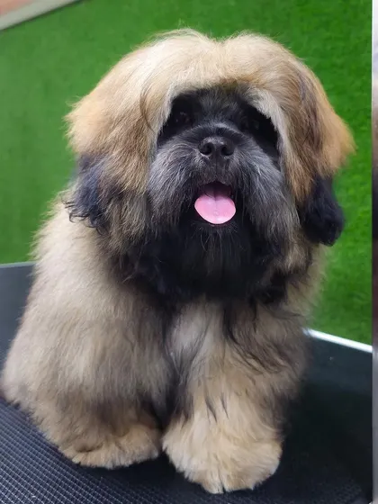 This Shih Tzu arrived with a very long, overgrown coat. While beautiful, it requires a lot of upkeep. I provide services to maintain long coats or transition them to a more manageable style.