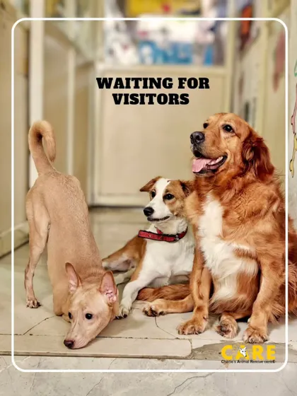 Our official Reception Committee is always waiting eagerly for visitors! Come drop by the shelter between 11 am and 4 pm for some extra cuddles and belly rubs.
