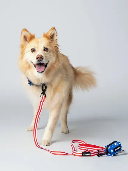 Here is a fantastic shot for my friend at Luxolandshop, showcasing a patriotic leash and harness set. My goal for this studio pet product photo was to capture the dog's happy expression while keeping the focus on the product's details, making it perfect for an online store.