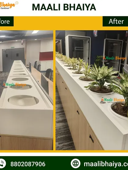 A simple before and after look at our office plant installation. We fill empty built in planters with beautiful, healthy plants to instantly improve the look and feel of the workspace.