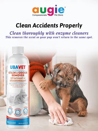 When accidents happen, it's important to clean them properly with an enzyme cleaner. This removes the scent completely so your pup won't be tempted to return to the same spot.