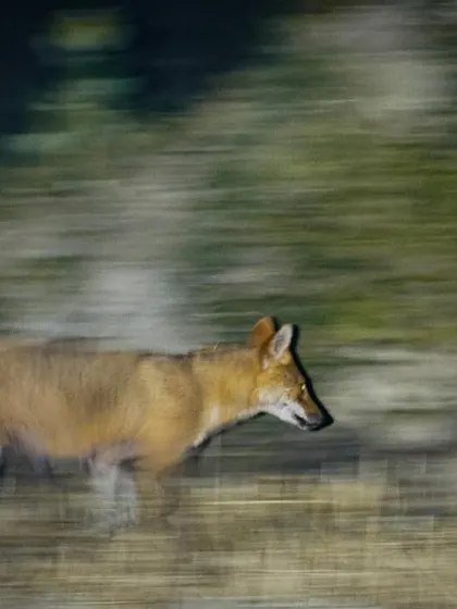 We used a panning technique with a slow shutter speed to capture the motion of this golden jackal during a night drive in Gurgaon.