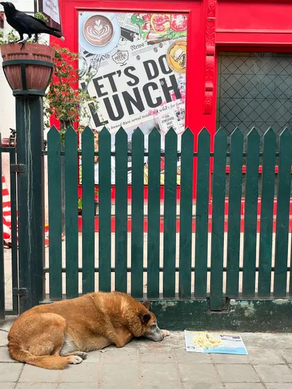 A sleepy dog enjoying a meal outside a cafe. We share our running routes with so many wonderful animals.