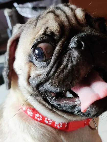 Meet Pillu, an adorable Pug puppy who came to stay with us. Look at that happy, curious face. We make sure every puppy's first boarding experience is a positive one.