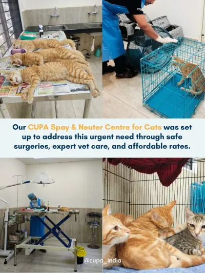 Our Spay & Neuter Centre for Cats was created to provide safe surgeries, expert vet care, and affordable rates. This collage shows our facility and the cats we care for, from intake to recovery.