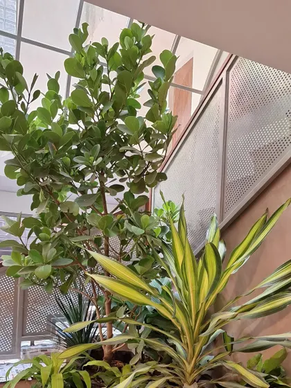 A close-up of the finished indoor staircase garden, showing a healthy Ficus tree and a variegated Song of India plant against a modern perforated metal railing.