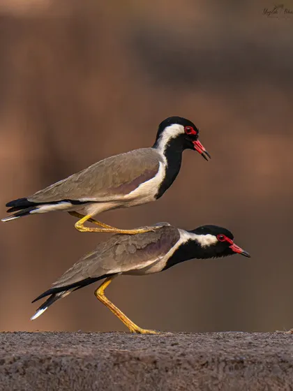 Wildlife photography is about capturing unique moments, like this Red-wattled Lapwing appearing to ride on the back of another. To freeze this split-second action, both photographer and gear must be exceptionally fast.