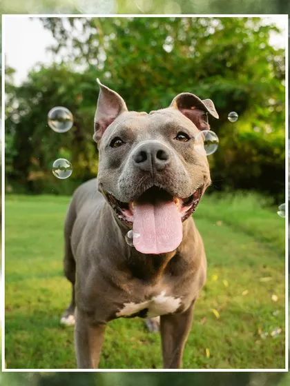 A glowing testimonial from Millie the Pitbull's family after their engagement shoot in Alibaug. Hearing how much they loved the experience and the photos is the best reward.
