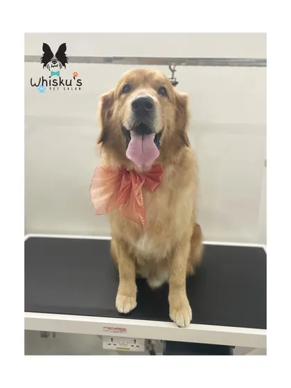 Ricky the Golden Retriever is all smiles after his bath and brush. A regular grooming session keeps his dense coat healthy and reduces shedding.