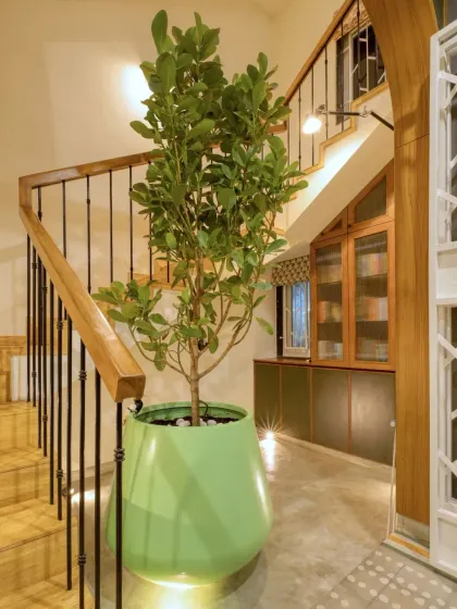 A large potted tree brings life and a splash of green to the stairwell, which is illuminated by a skylight above.