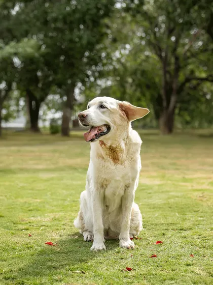 A portrait of Ice, the senior Labrador, sitting peacefully in the grass. Her expression is full of grace and wisdom.