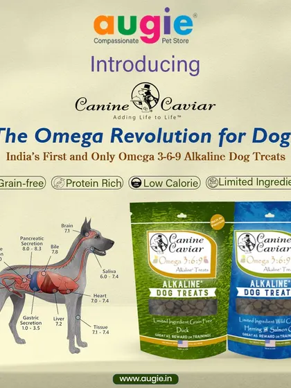 I'm excited to introduce Canine Caviar's Omega 3-6-9 Alkaline Dog Treats, a first in India. These grain-free, protein-rich, and low-calorie treats are made with limited ingredients for a pure and healthy snack.