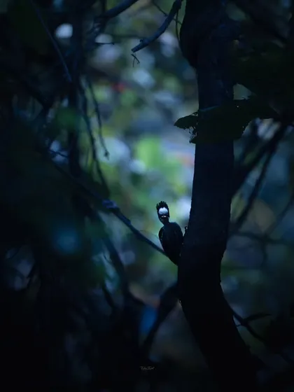 A woodpecker is captured as a silhouette against a bright point of light in the dark forest. This low-light shot creates a sense of mystery and drama.