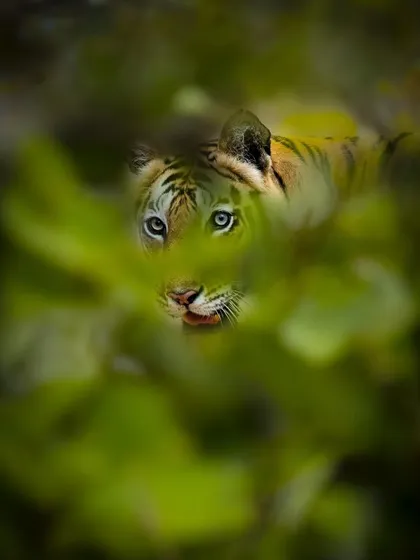 The tigress Tara of Bandhavgarh, peeking through the leaves. Her blue eyes, a trait passed down her lineage, make her a truly special subject to photograph.