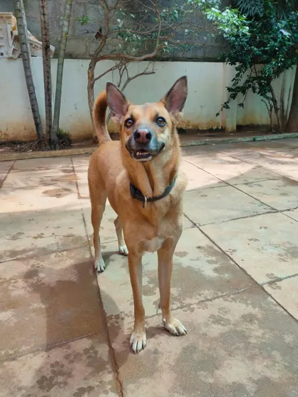 A tall, happy hound standing proud in our yard. We celebrate the diversity of all the dogs who come to stay with us.