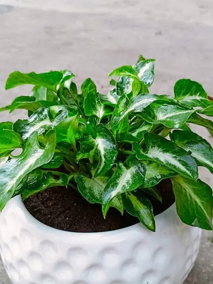 This is a duplicate of image 124. A close-up of a Syngonium plant in a textured white ceramic pot, perfect for a modern office desk. These plants are known for their air-purifying qualities and ease of care.