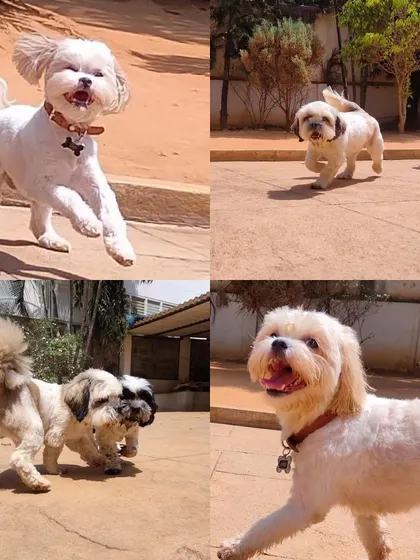 A collage of our smaller, fluffy guests having the time of their lives. We make sure playtime is fun and safe for every size and breed.