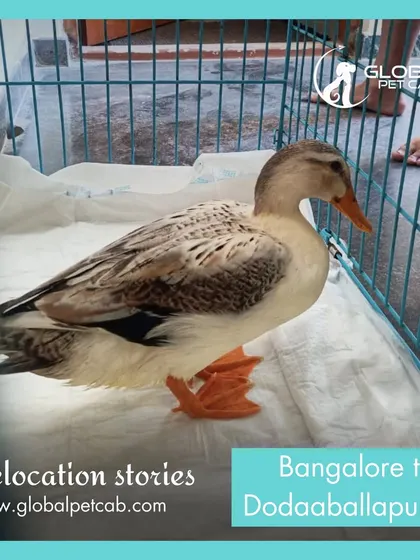 A close-up of the beautiful duck we relocated from Bangalore to Doddaballapura. This short-distance road transfer was a first for us and a great success.