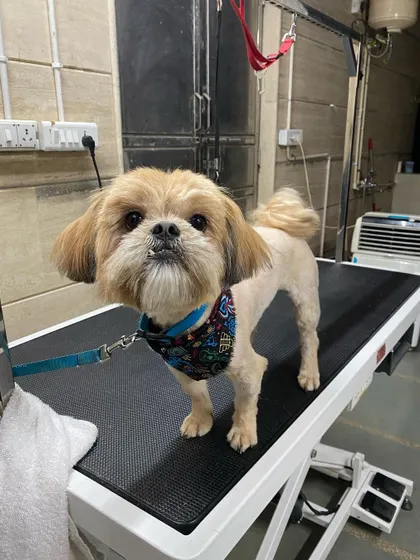 This is Bebo, a lovely Shih Tzu, looking and feeling so much better after her corrective grooming session. Her painful, matted fur is gone, and she can finally move around comfortably.