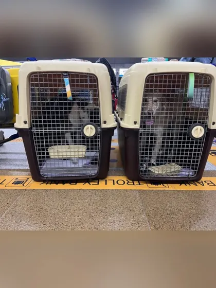 Alexa and Kathy in their crates at the airport, ready for their accompanied baggage journey to Toronto. This method is similar to cargo but flies on the same plane as the owner.