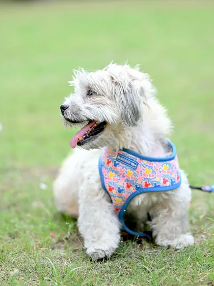 Another great shot of the furry family member, looking happy and relaxed on the grass.
