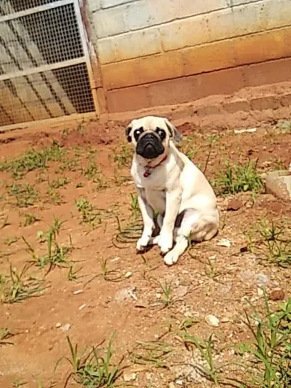 A pug taking a moment to relax in the sun. Our facility offers a mix of active play areas and quiet spots for dogs to unwind.
