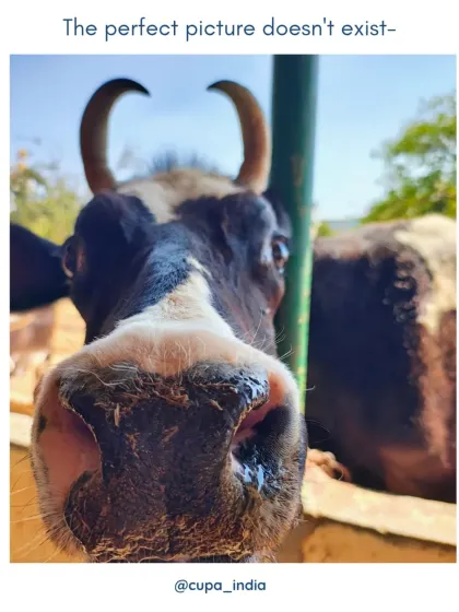 A curious cow comes up to the fence to say hello. Our residents are individuals with unique personalities, and we love getting to know each one.